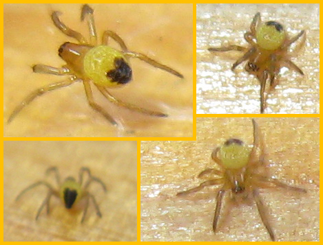 Giovanissimi Araneidae; probabili Araneus sp.